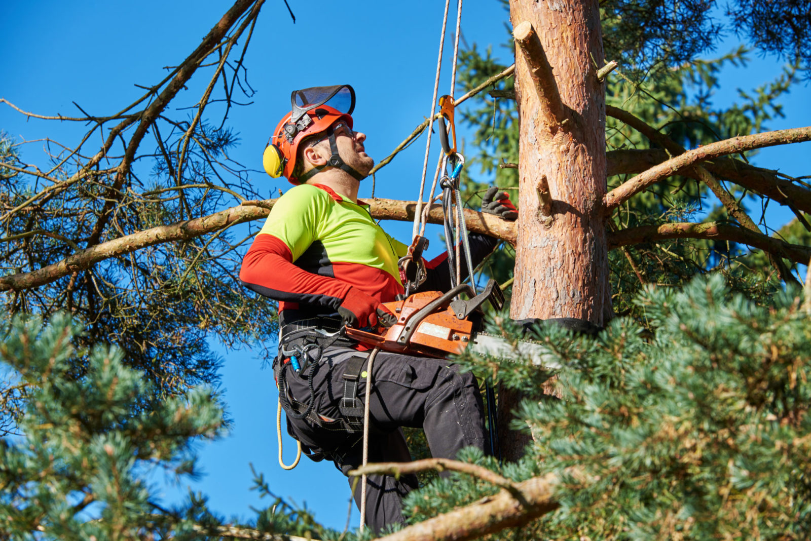 Arborist-Climbing-Tree